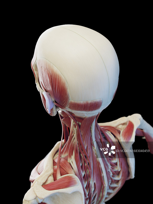 男性颈部深层肌肉插图图片素材