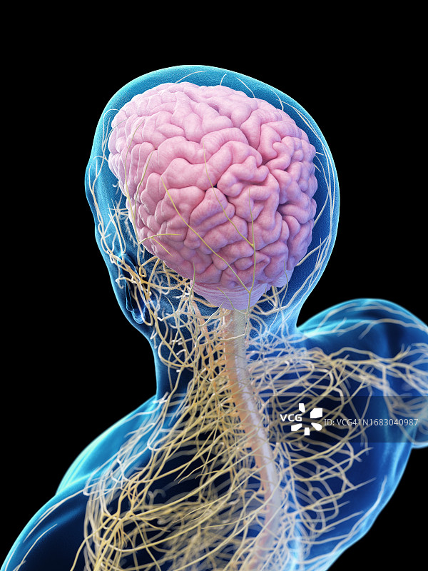 男性中枢神经系统示意图图片素材