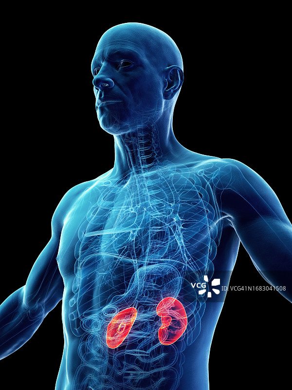 男性肾脏插图图片素材