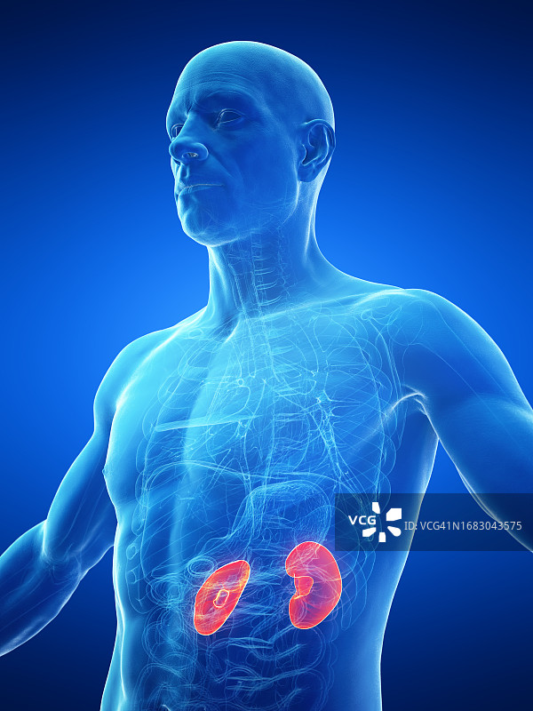 男性肾脏插图图片素材