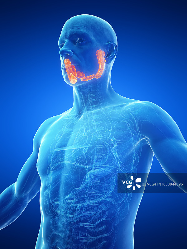 男性唾液腺，图示图片素材