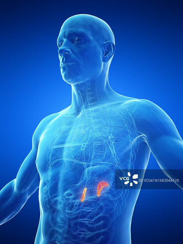 男性肾上腺插图图片素材