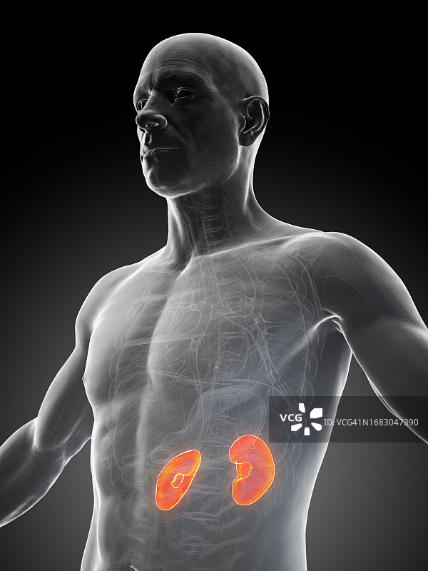 男性肾脏插图图片素材