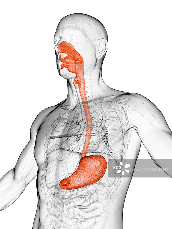 男性消化道示意图图片素材