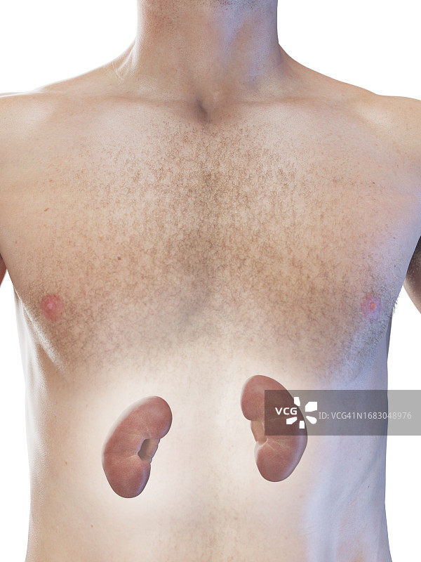 男性肾脏插图图片素材