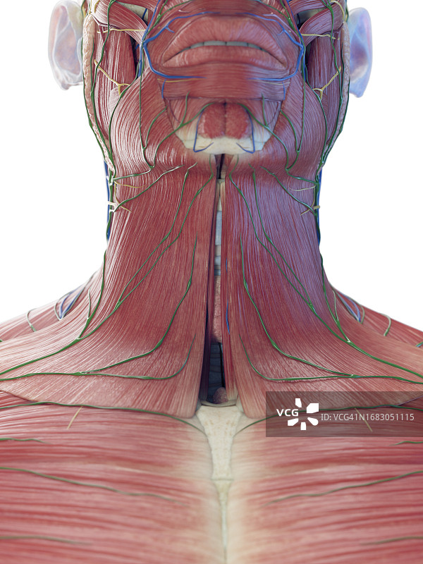男性颈部浅层肌肉图图片素材