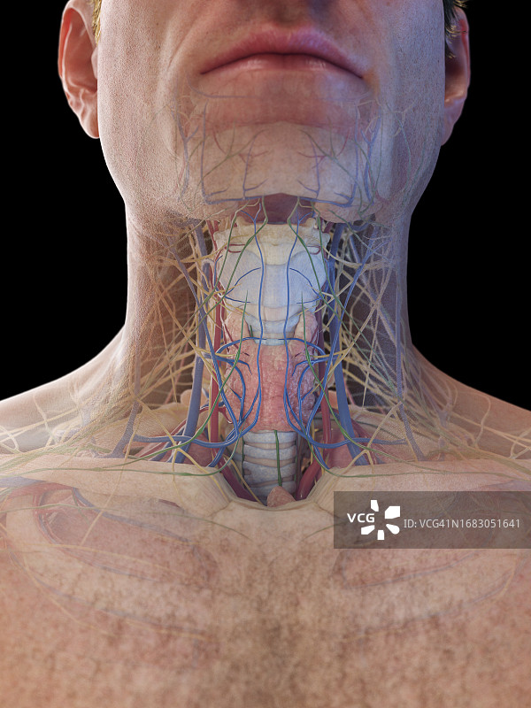男性颈部器官插图图片素材