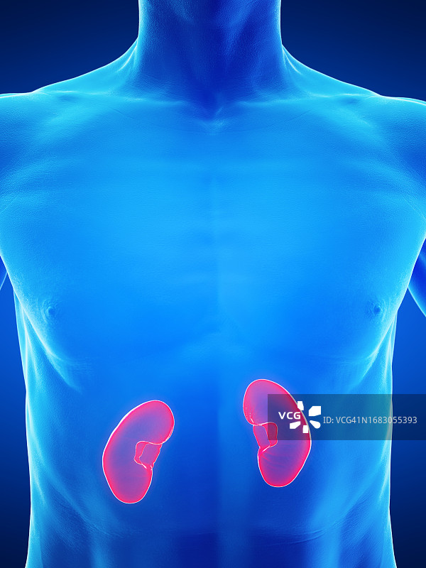 男性肾脏插图图片素材