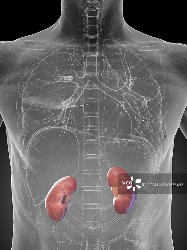 男性肾脏插图图片素材