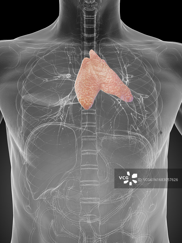 男性胸腺，图示图片素材