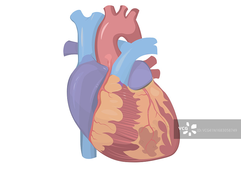 人心，插图图片素材