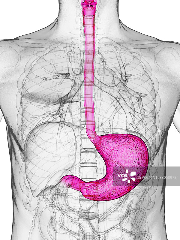 男性腹部插画图片素材