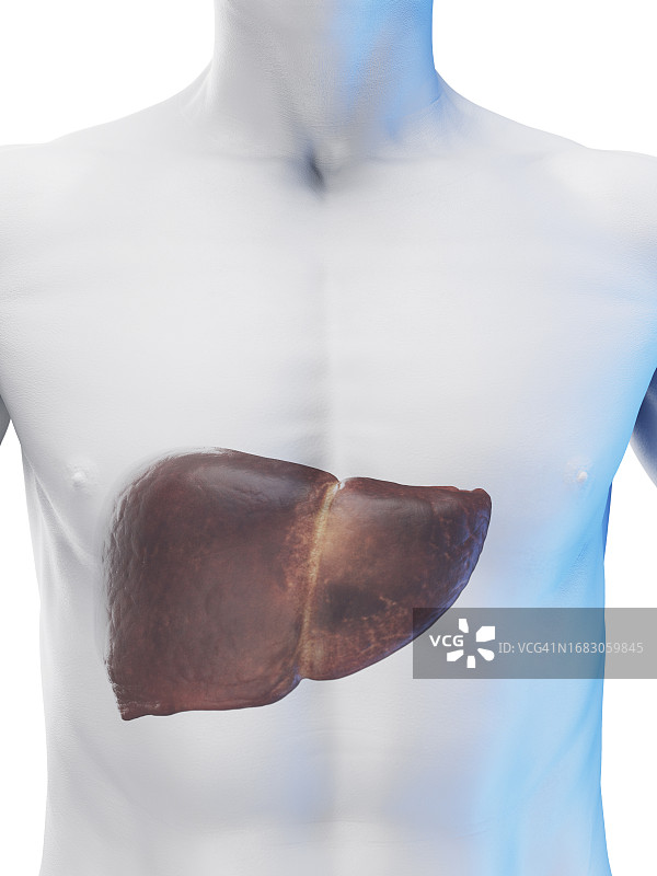 男性肝脏插图图片素材