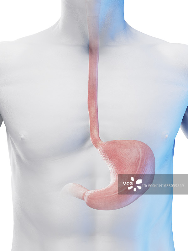 男性腹部插画图片素材