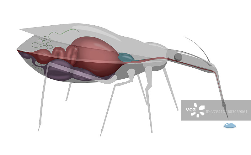 锥猎蝽插画图片素材
