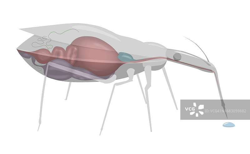 锥猎蝽插画图片素材