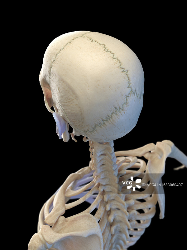 头部和上背部骨骼插画图片素材