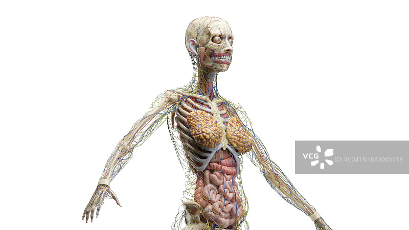 躯干内脏器官插图图片素材
