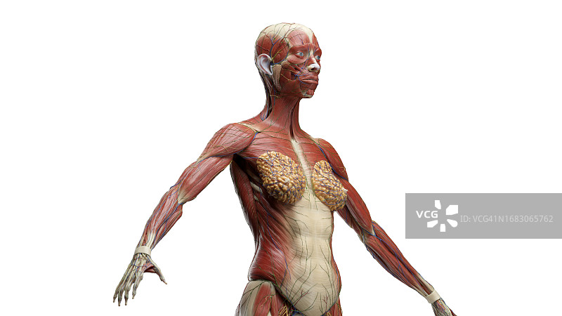 躯干肌肉系统图示图片素材