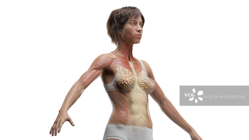 躯干肌肉插图图片素材