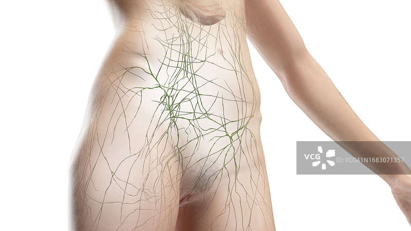 腹部和骨盆淋巴系统图示图片素材