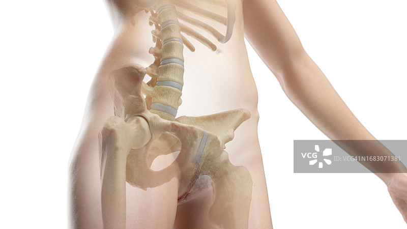 腹部和骨盆的骨骼插图图片素材