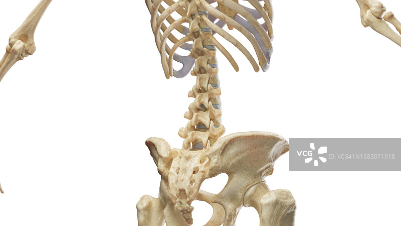 腹部和骨盆的骨骼插图图片素材