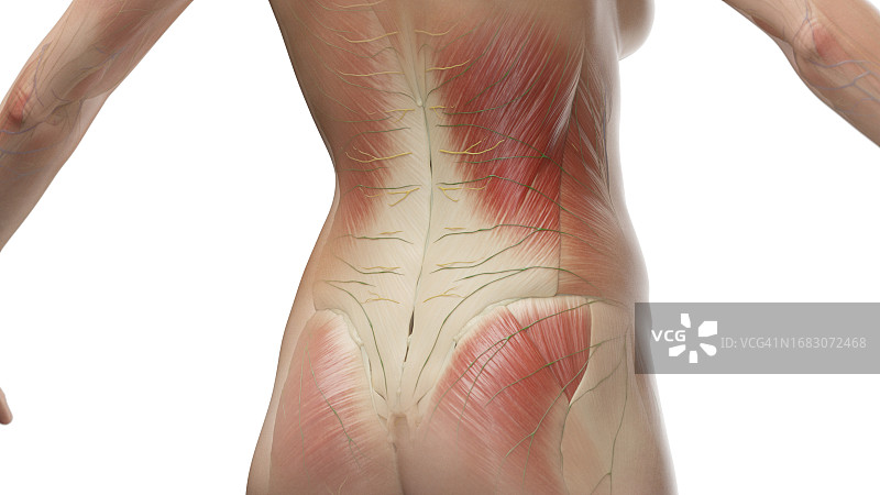 下背部肌肉插图图片素材