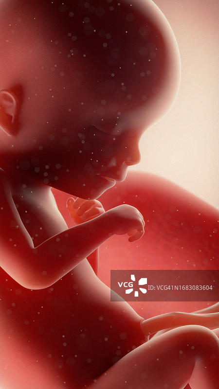 18周胎儿，图示图片素材