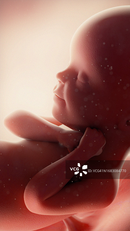 24周胎儿示意图图片素材