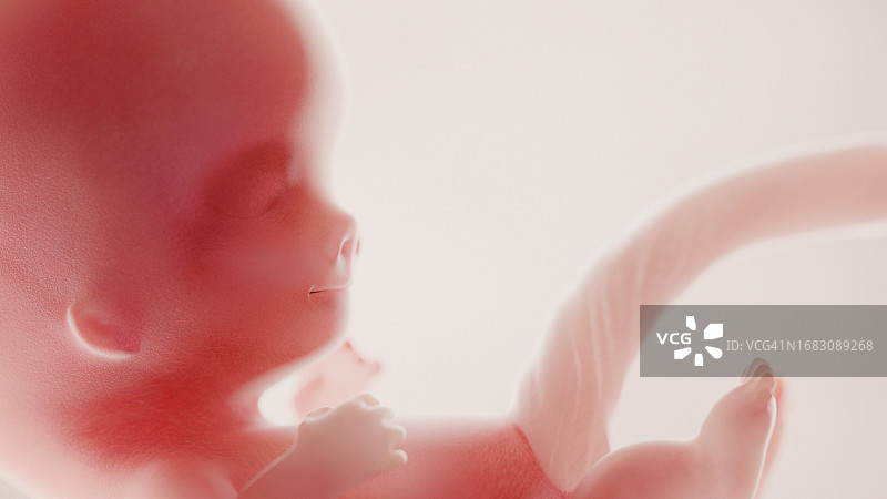 第9周的胎儿图示图片素材