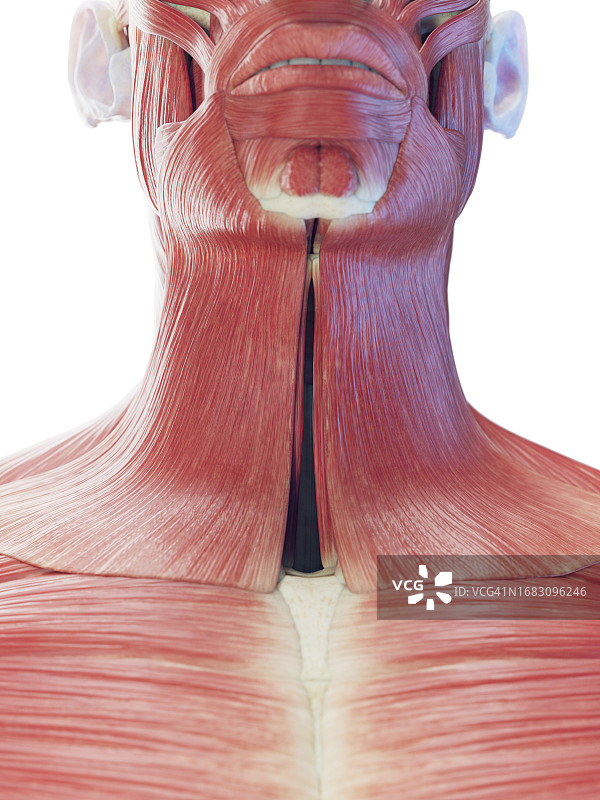 颈部肌肉，插图图片素材