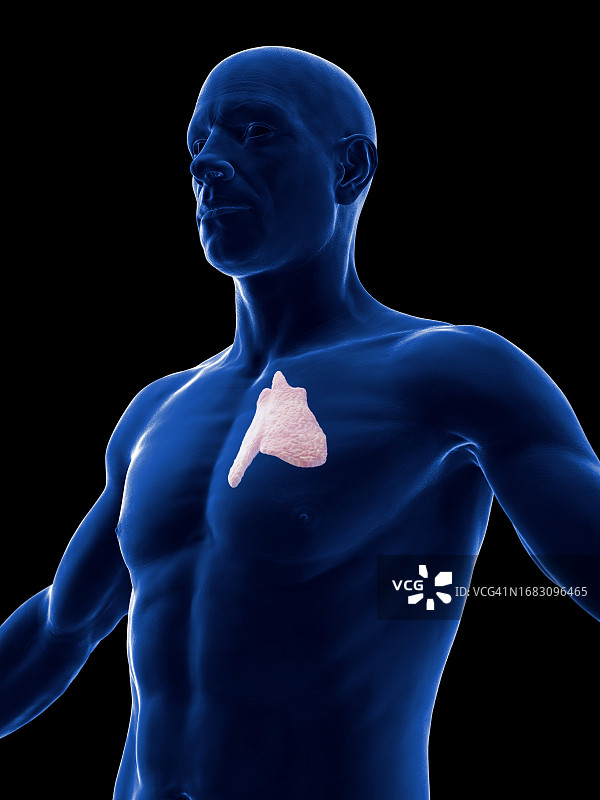 胸腺，图示图片素材