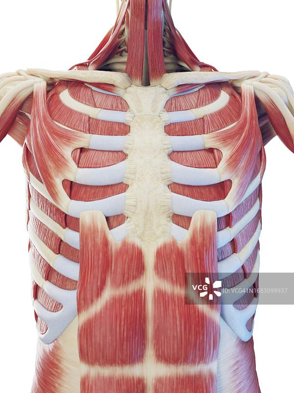 躯干肌肉系统图示图片素材