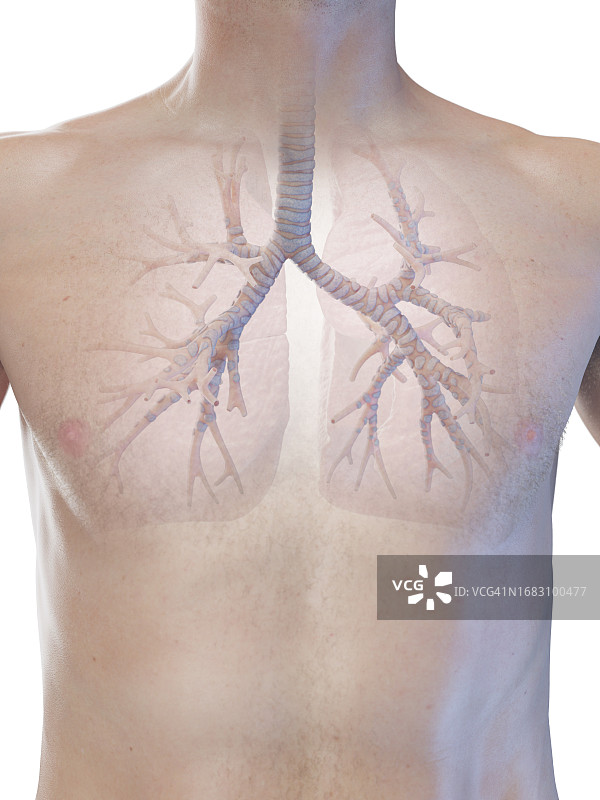 支气管插画图片素材
