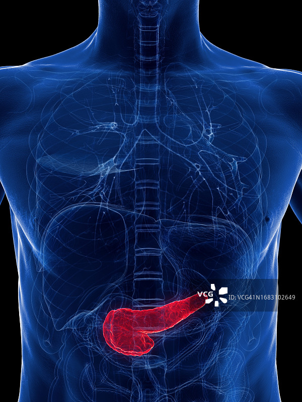 胰腺、插图图片素材