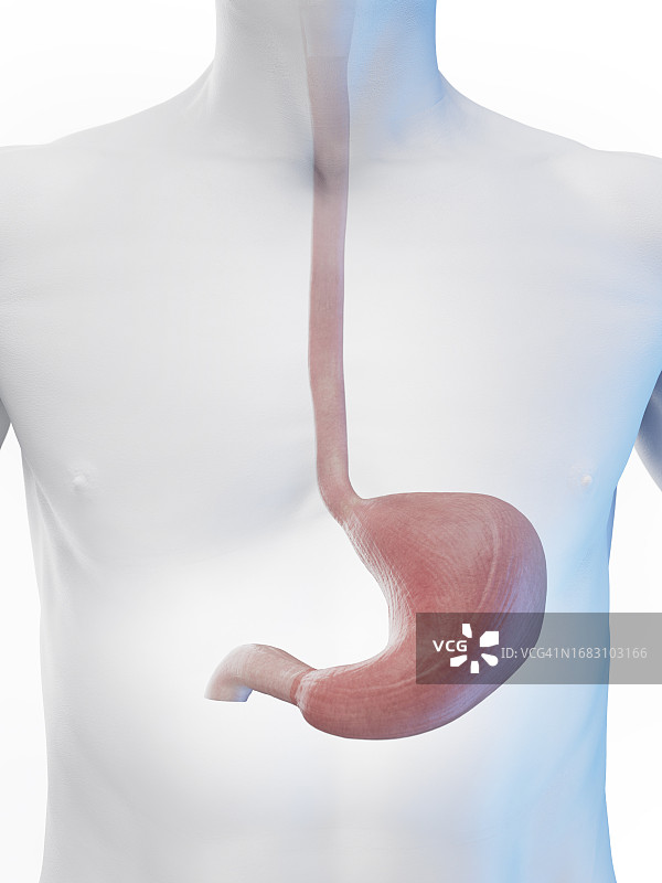 胃和食道图示图片素材