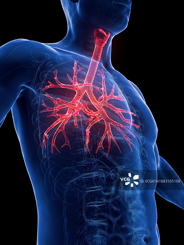 支气管插画图片素材