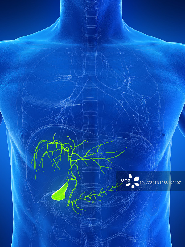 胆囊插图图片素材