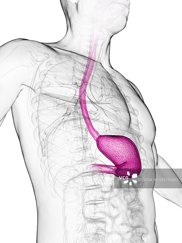 胃和食道图示图片素材