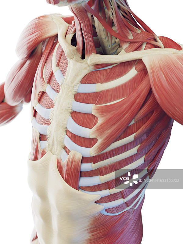 躯干肌肉系统图示图片素材