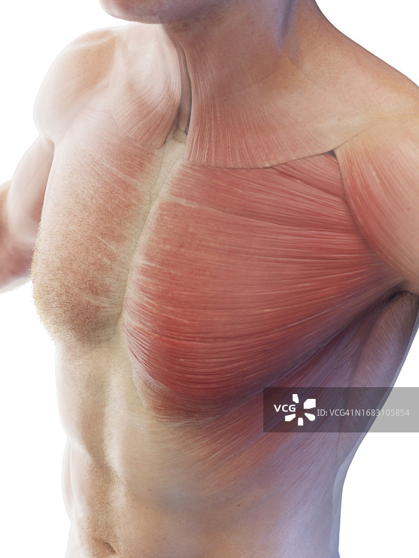 胸部肌肉系统图解图片素材