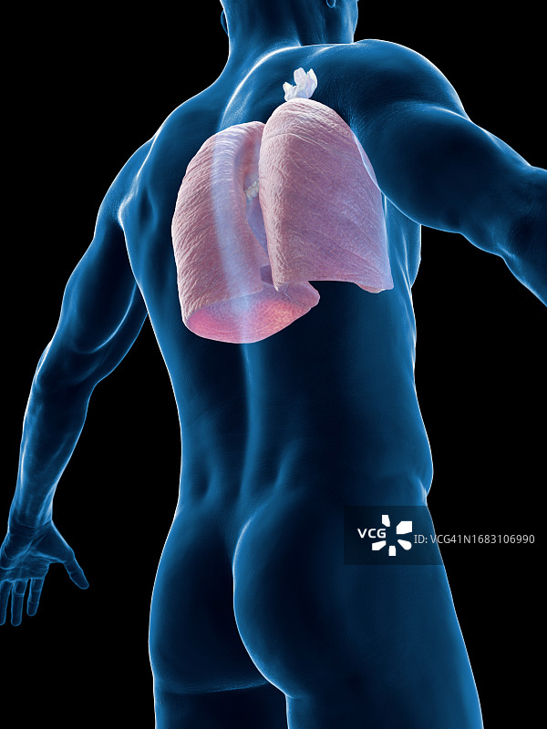 肺、插图图片素材