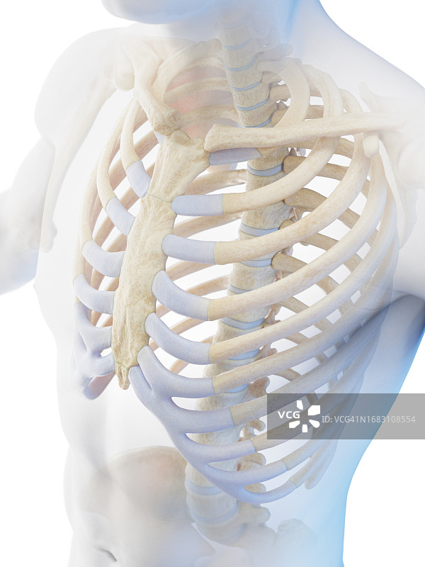 躯干骨骼系统插图图片素材