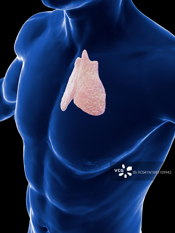 胸腺，图示图片素材