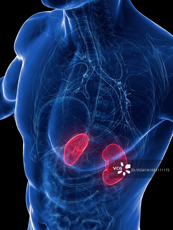 肾脏，图示图片素材