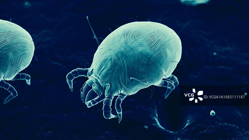 尘螨插画图片素材