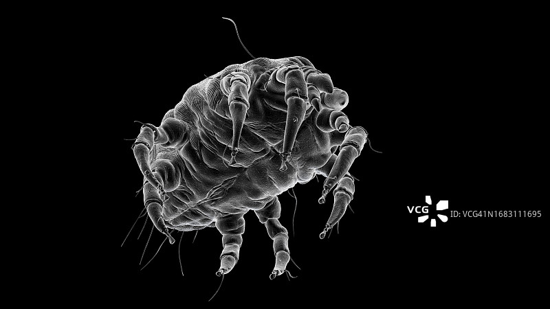 尘螨，图示图片素材