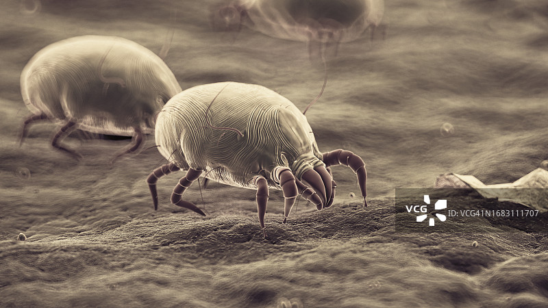 尘螨插画图片素材