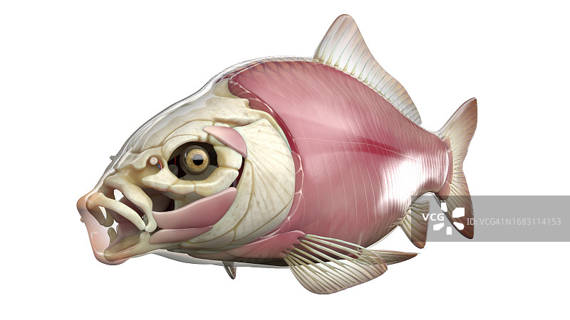 鱼类解剖结构图图片素材